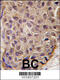 2'-5'-Oligoadenylate Synthetase 1 antibody, 62-189, ProSci, Immunohistochemistry paraffin image 