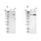 SUN domain-containing protein 1 antibody, NBP1-87395, Novus Biologicals, Western Blot image 