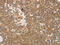 ADCYAP Receptor Type I antibody, CSB-PA207627, Cusabio, Immunohistochemistry frozen image 