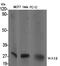 Tyrosine 3-Monooxygenase/Tryptophan 5-Monooxygenase Activation Protein Beta antibody, A02431, Boster Biological Technology, Western Blot image 
