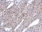 Argininosuccinate Lyase antibody, LS-C186321, Lifespan Biosciences, Immunohistochemistry frozen image 