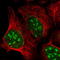 E2F-1 antibody, TA590609, Origene, Immunofluorescence image 