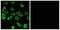 ATP Synthase F1 Subunit Delta antibody, A10129-1, Boster Biological Technology, Immunofluorescence image 