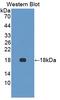 Neurotensin antibody, LS-C700171, Lifespan Biosciences, Western Blot image 