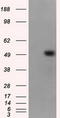 MTOR Associated Protein, Eak-7 Homolog antibody, LS-C175773, Lifespan Biosciences, Western Blot image 