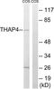 THAP Domain Containing 4 antibody, LS-C120428, Lifespan Biosciences, Western Blot image 