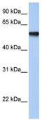 Transcription Factor AP-2 Gamma antibody, TA334019, Origene, Western Blot image 