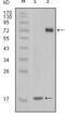 Serine/Threonine/Tyrosine Kinase 1 antibody, MA5-15372, Invitrogen Antibodies, Western Blot image 