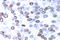 JunB Proto-Oncogene, AP-1 Transcription Factor Subunit antibody, LS-C176088, Lifespan Biosciences, Immunohistochemistry paraffin image 