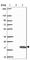 T Cell Leukemia/Lymphoma 1B antibody, HPA053163, Atlas Antibodies, Western Blot image 