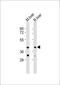 Interleukin 12B antibody, MBS9209509, MyBioSource, Western Blot image 