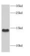 Cytochrome C Oxidase Subunit 5B antibody, FNab01901, FineTest, Western Blot image 