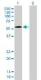 Zinc Finger Protein 563 antibody, H00147837-B01P, Novus Biologicals, Western Blot image 