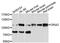 Glutamate Ionotropic Receptor AMPA Type Subunit 2 antibody, MBS125520, MyBioSource, Western Blot image 