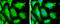 Heat shock 70 kDa protein 1A/1B antibody, GTX111088, GeneTex, Immunocytochemistry image 