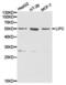 Hepatic lipase antibody, PA5-37375, Invitrogen Antibodies, Western Blot image 