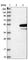 Syntaxin 5 antibody, HPA001358, Atlas Antibodies, Western Blot image 