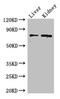 Zinc finger protein 64 antibody, orb357695, Biorbyt, Western Blot image 