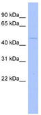 Mitogen-Activated Protein Kinase 12 antibody, TA342199, Origene, Western Blot image 