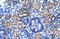 Ring Finger Protein 141 antibody, 28-125, ProSci, Western Blot image 