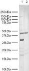 Geminin DNA Replication Inhibitor antibody, GTX12147, GeneTex, Western Blot image 