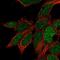 RNA Pseudouridine Synthase D3 antibody, NBP2-32685, Novus Biologicals, Immunofluorescence image 