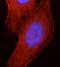 NMMHC-IIA antibody, FNab05480, FineTest, Immunofluorescence image 