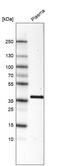 Inhibin Subunit Beta C antibody, AMAb91441, Atlas Antibodies, Western Blot image 
