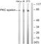 Protein Kinase C Epsilon antibody, LS-B13267, Lifespan Biosciences, Western Blot image 