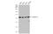 Coronin 1C antibody, GTX106469, GeneTex, Western Blot image 