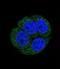 Leukotriene A4 Hydrolase antibody, LS-C163913, Lifespan Biosciences, Immunofluorescence image 