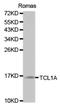T Cell Leukemia/Lymphoma 1A antibody, orb191456, Biorbyt, Western Blot image 