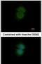 Transducin beta-like protein 2 antibody, PA5-31362, Invitrogen Antibodies, Immunofluorescence image 