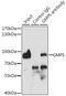 Guanine Monophosphate Synthase antibody, GTX33223, GeneTex, Immunoprecipitation image 