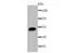 Cytochrome P450 Family 3 Subfamily A Member 4 antibody, NBP2-67022, Novus Biologicals, Western Blot image 