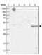 Trafficking Protein Particle Complex 13 antibody, NBP1-94021, Novus Biologicals, Western Blot image 