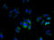 Transmembrane Protein 255A antibody, A65130-100, Epigentek, Immunofluorescence image 