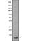 C-X-C Motif Chemokine Ligand 3 antibody, abx149634, Abbexa, Western Blot image 