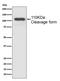 Mucin 2, Oligomeric Mucus/Gel-Forming antibody, M01212-1, Boster Biological Technology, Western Blot image 