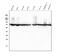 Heat Shock Protein Family A (Hsp70) Member 8 antibody, M01024-1, Boster Biological Technology, Western Blot image 