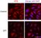 Activating Transcription Factor 6 antibody, 853101, BioLegend, Western Blot image 