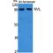 Nuclear VCP Like antibody, LS-C386808, Lifespan Biosciences, Western Blot image 