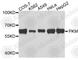 Pyruvate Kinase M1/2 antibody, A0540, ABclonal Technology, Western Blot image 