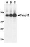 Caspase 12 (Gene/Pseudogene) antibody, LS-B3785, Lifespan Biosciences, Western Blot image 