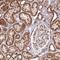 Phosphatidylcholine Transfer Protein antibody, NBP2-13742, Novus Biologicals, Immunohistochemistry paraffin image 