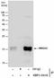 High Mobility Group AT-Hook 2 antibody, NBP2-43640, Novus Biologicals, Immunoprecipitation image 