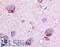 Glycogen Phosphorylase B antibody, LS-A2282, Lifespan Biosciences, Immunohistochemistry frozen image 