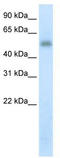 Methyltransferase Like 3 antibody, TA345272, Origene, Western Blot image 