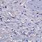 Glycerol-3-Phosphate Acyltransferase, Mitochondrial antibody, NBP1-76907, Novus Biologicals, Immunohistochemistry paraffin image 