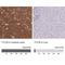 Tetratricopeptide repeat protein 7B antibody, NBP2-31782, Novus Biologicals, Immunohistochemistry paraffin image 